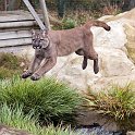 slides/IMG_0803.jpg puma, mountain, lion, cougar, wildlife, feline, big cat, cat, predator, fur, eye, jump WBCW122 - Puma - Mountain Lion - Jump